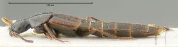 Media type: image;   Entomology 31926 Aspect: habitus lateral view